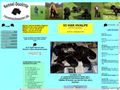 Puppies for sale from http://www.riesenschnauzer.dk