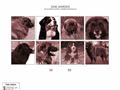 Puppies for sale from http://www.akaroas.se