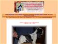 Puppies for sale from http://www.isbjornhiet.com