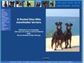 Puppies for sale from http://www.manchesterterrier.no