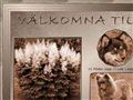 Puppies for sale from http://www.plymspireas.com