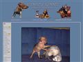 Puppies for sale from http://www.camalis.se