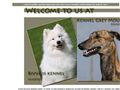 Puppies for sale from http://www.galgoespanol.se