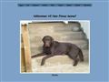 Puppies for sale from http://newfionaskennel.se/index.php?option=com_content&view=category&layout=blog&id=5&Itemid=66&ei=Axy9SYi8IoHwsAOxksE5&sa=X&oi=translate&resnum=75&ct=result&prev=/search?q=kennel++valpar&hl=en&lr=&start=100&num=100