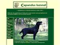 Puppies for sale from http://www.capandus.se/zorrovalpar/index.htm
