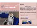 Puppies for sale from http://www.lillahund.se/