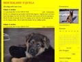 Puppies for sale from http://quela.bloggagratis.se/2009/03/14/1484856-valpar-6-veckor/&ei=CBy9Sc-PEoqmsQPJruAz&sa=X&oi=translate&resnum=69&ct=result&prev=/search?q=kennel++valpar&hl=en&lr=&start=900&num=100/