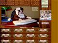 Puppies for sale from http://www.bulldogsoftimberridge.com/Pups4sale.html