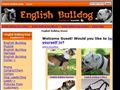 Puppies for sale from http://www.english-bulldog-dog-breed-store.com/index.php?main_page=page&id=34&chapter=0