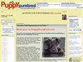 Puppies for sale from http://www.puppypurebred.com/