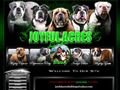 Puppies for sale from http://www.joyfulacresbulldogs.com/history.php