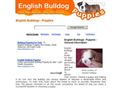 Puppies for sale from http://www.english-bulldogs-puppies.com/english-bulldogs-puppies-breeders.htm