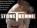 Puppies for sale from http://www.tstonekennel.com/index1.html