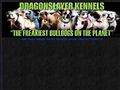 Puppies for sale from http://www.dragonslayerkennels.com/