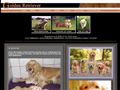 Puppies for sale from http://golden-retriever.dk/index.php/365991