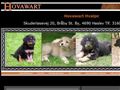 Puppies for sale from http://www.hovawart.dk/