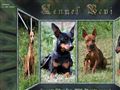 Puppies for sale from http://bevidata.dk/bombastic_leopold_dec_juli_2007_2008.htm