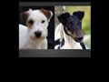 Puppies for sale from http://www.toutchstone.nu/domare_050423.htm