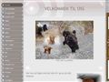 Puppies for sale from http://www.merubas-kennel.com/17533988