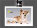 Puppies for sale from http://www.chihuahua.no/08_hustrening.html