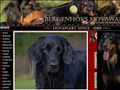 Puppies for sale from http://www.hoffe.info/