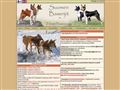 Puppies for sale from http://www.basenji.fi/svenska/